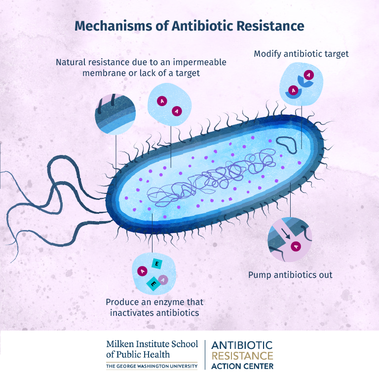 Graphic depicting the mechanisms of antibiotic resistance